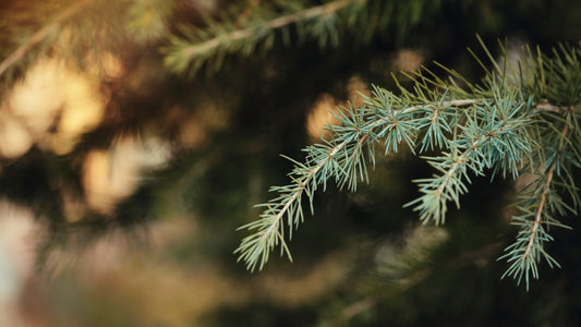 A Guide to Buying Glass Ornaments