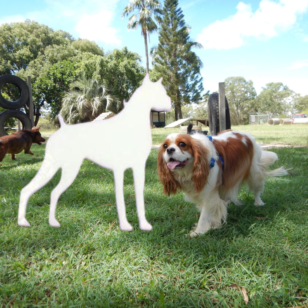 Precut glass shape boxer dog in park.