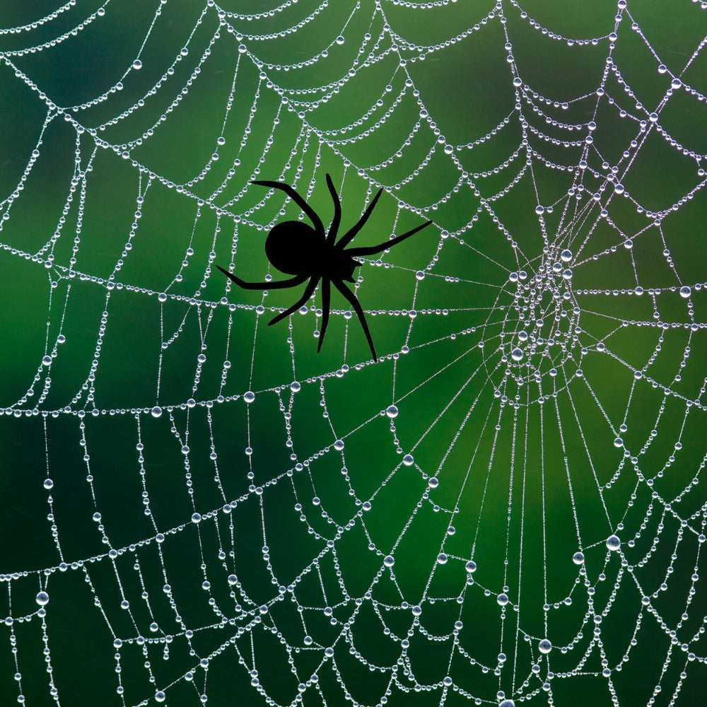 Spider precut glass shape in Black Opal Glass