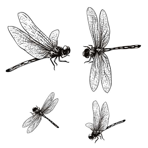 Screen printing design of dragonflies for fused glass or ceramics