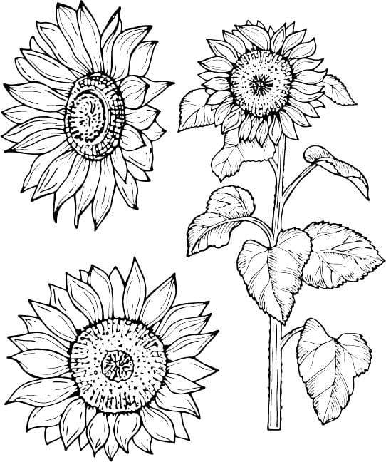 Sunflowers Silk Screen