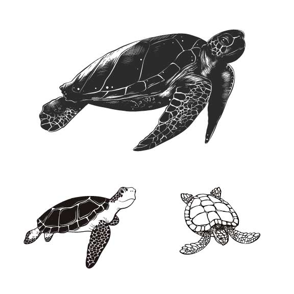 Turtles Silk Screen
