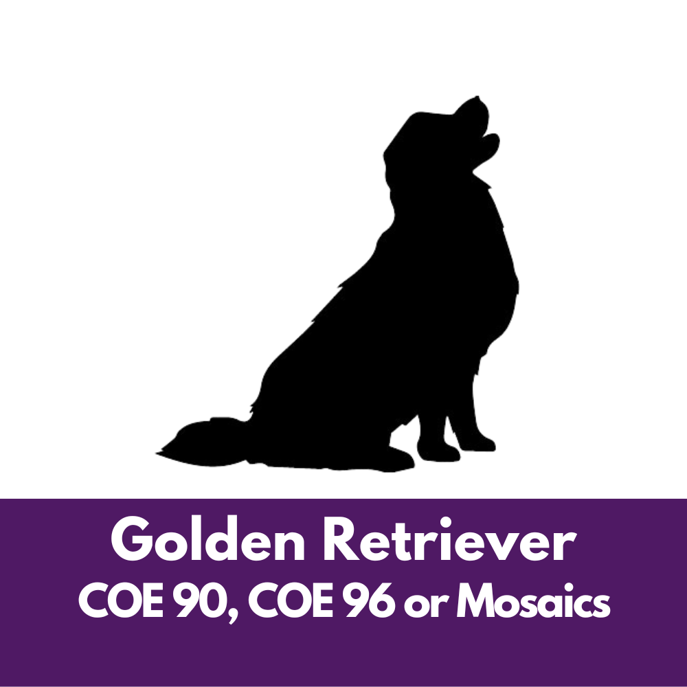 Golden Retriever Dog Precut Glass Shape - COE 90