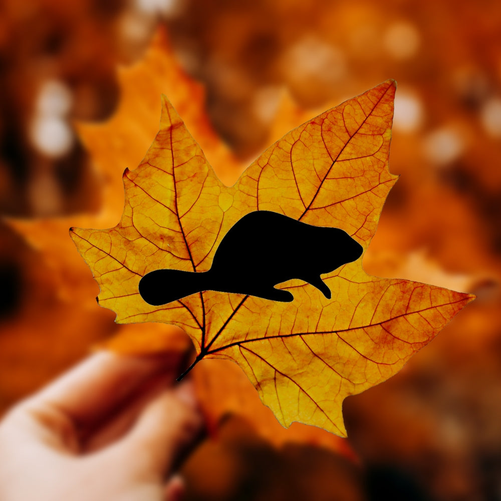 Precut glass shape of a beaver in black glass on a maple leaf.