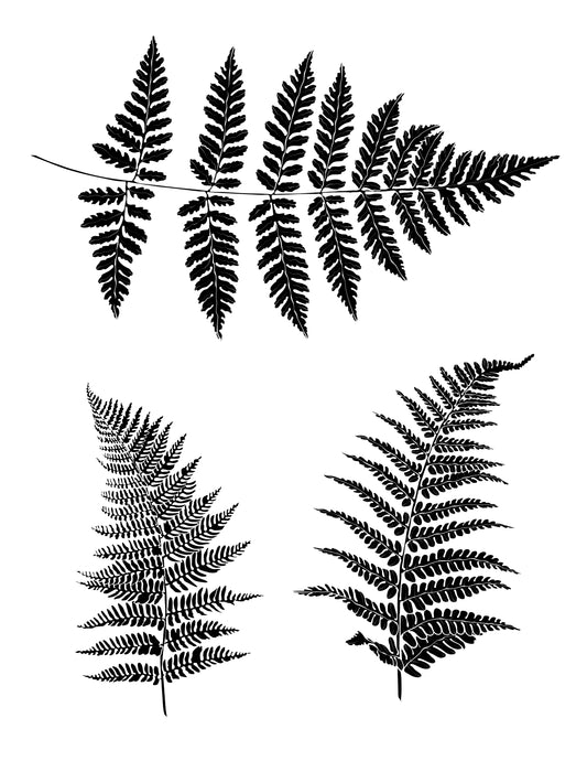 Three detailed fern leaf silk screen designs for fused glass, ideal for nature-inspired art projects.