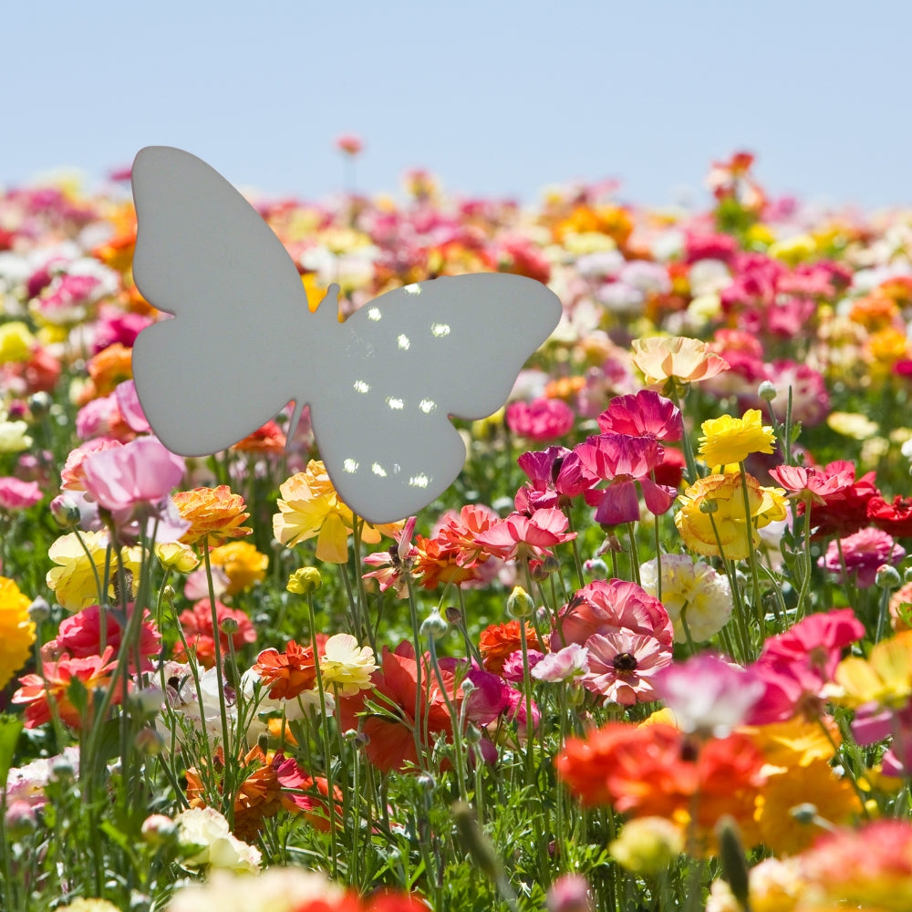 Precut glass shape of butterfly in field of flowers.