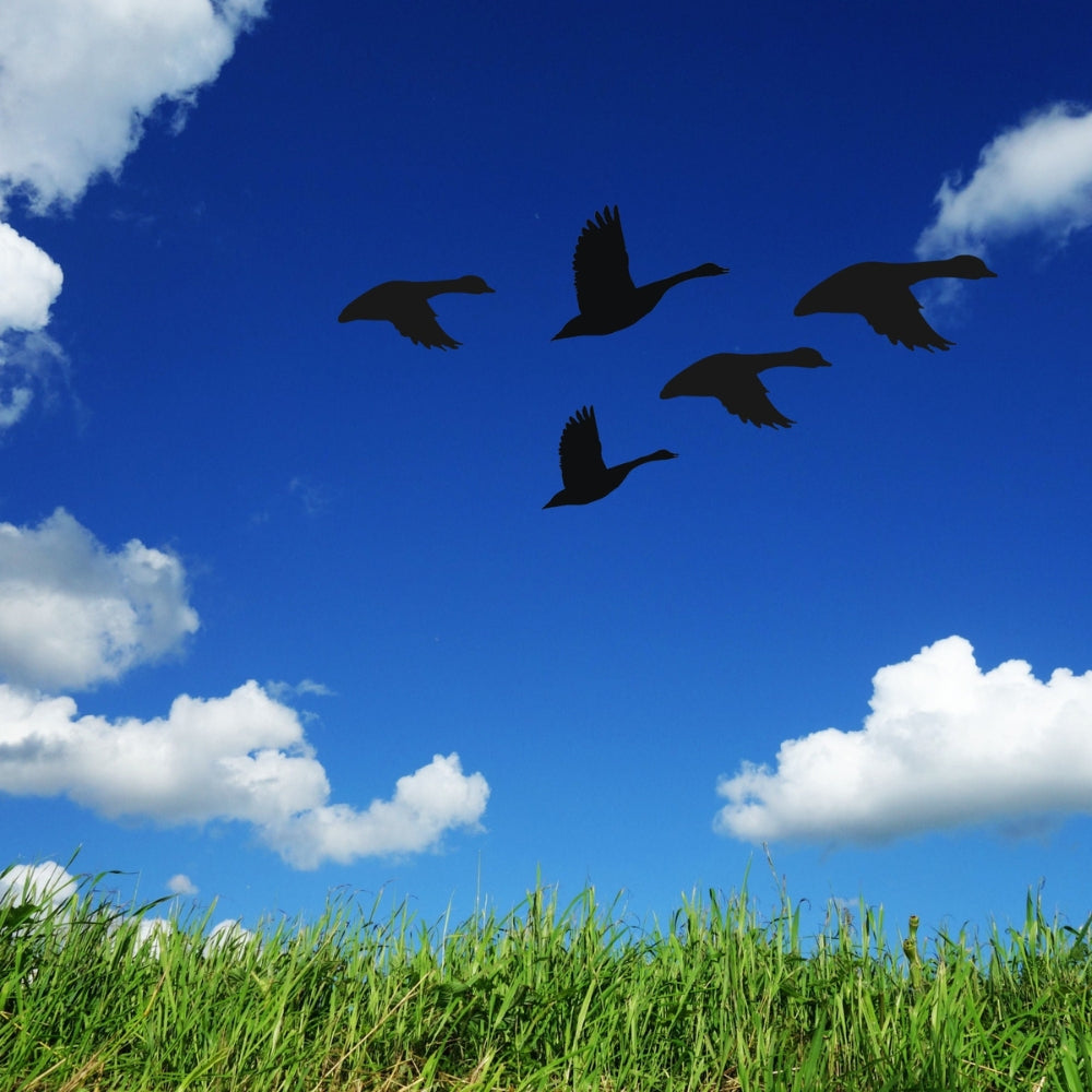 Precut shape of a Canada Goose flying over a field.