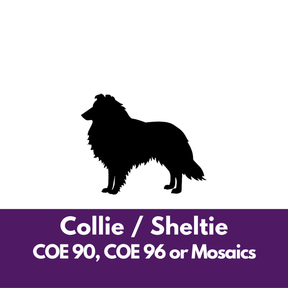 Precut glass shape of collie dog.