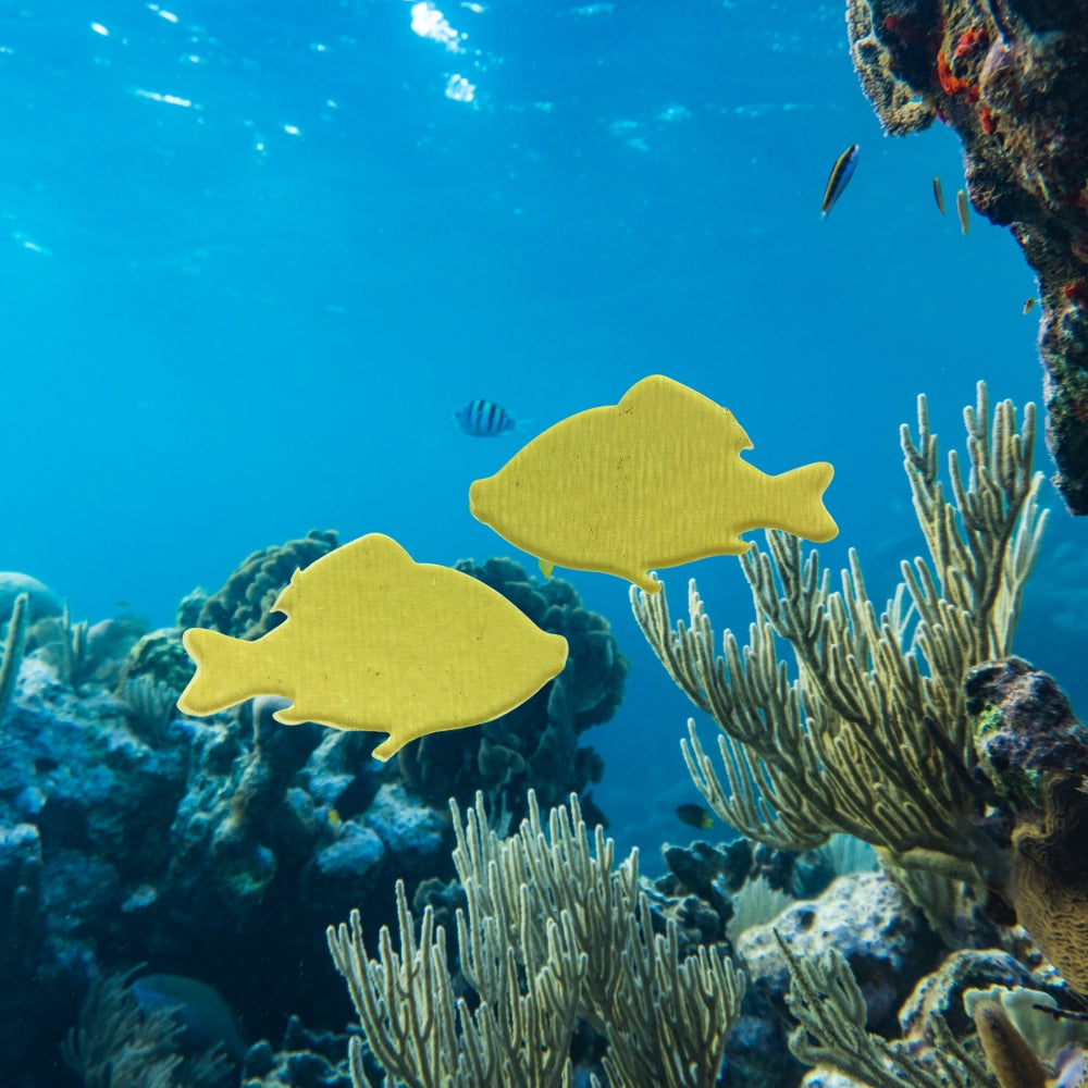 Precut glass shape of fish in reef.