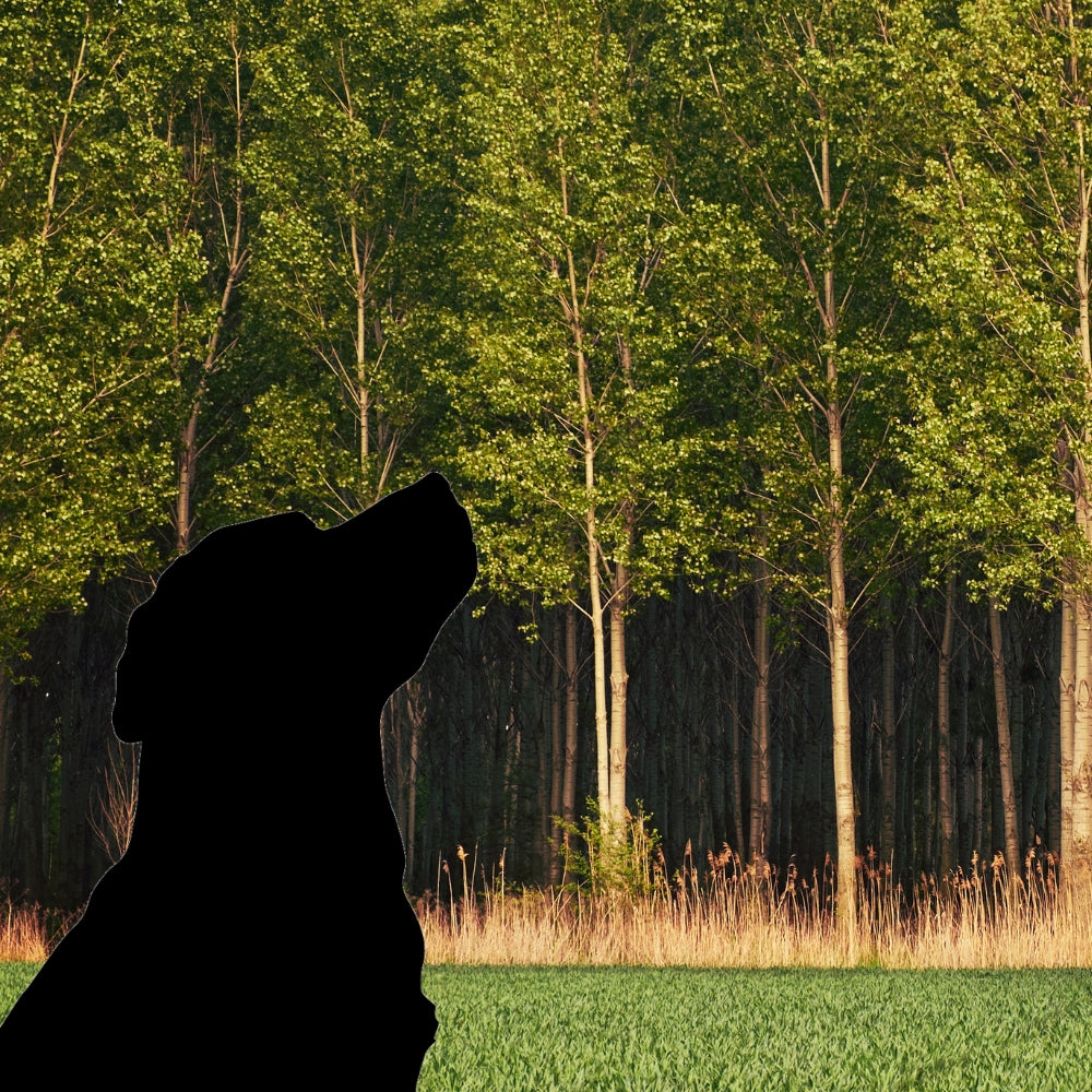 Precut glass shape of a labrador retriever head in the woods.