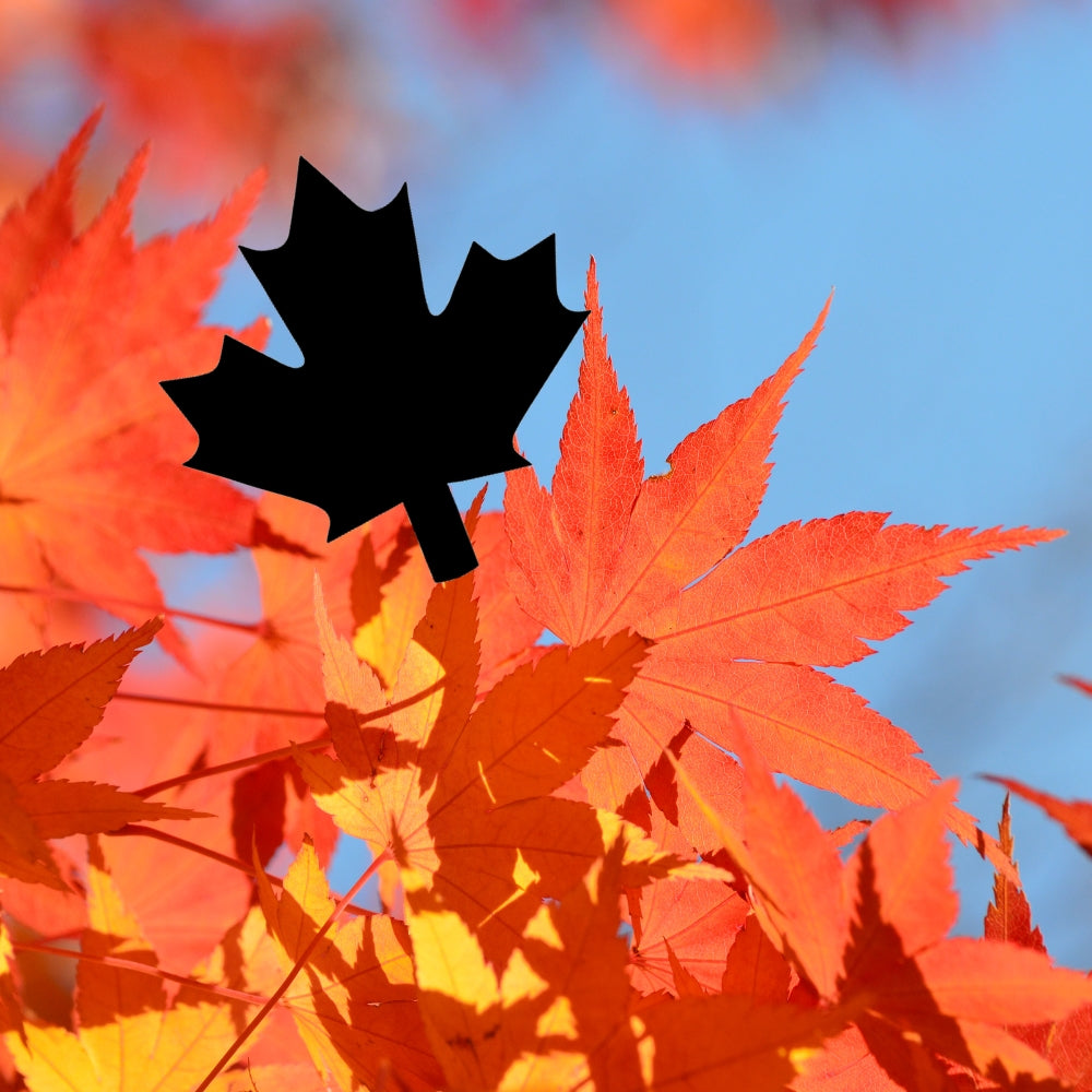 Precut glass shape of a maple leaf in a pile of maple leaves.