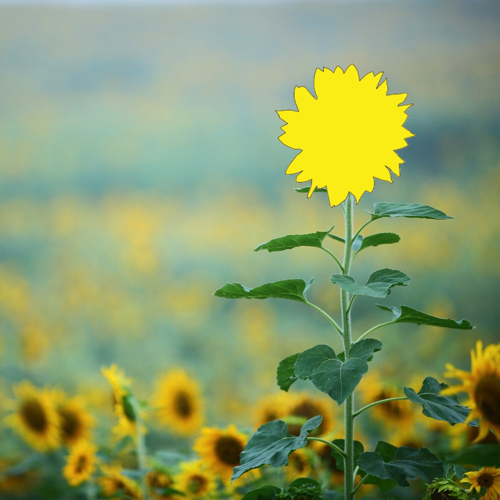 Precut glass shape of sunflower #1 in a field.