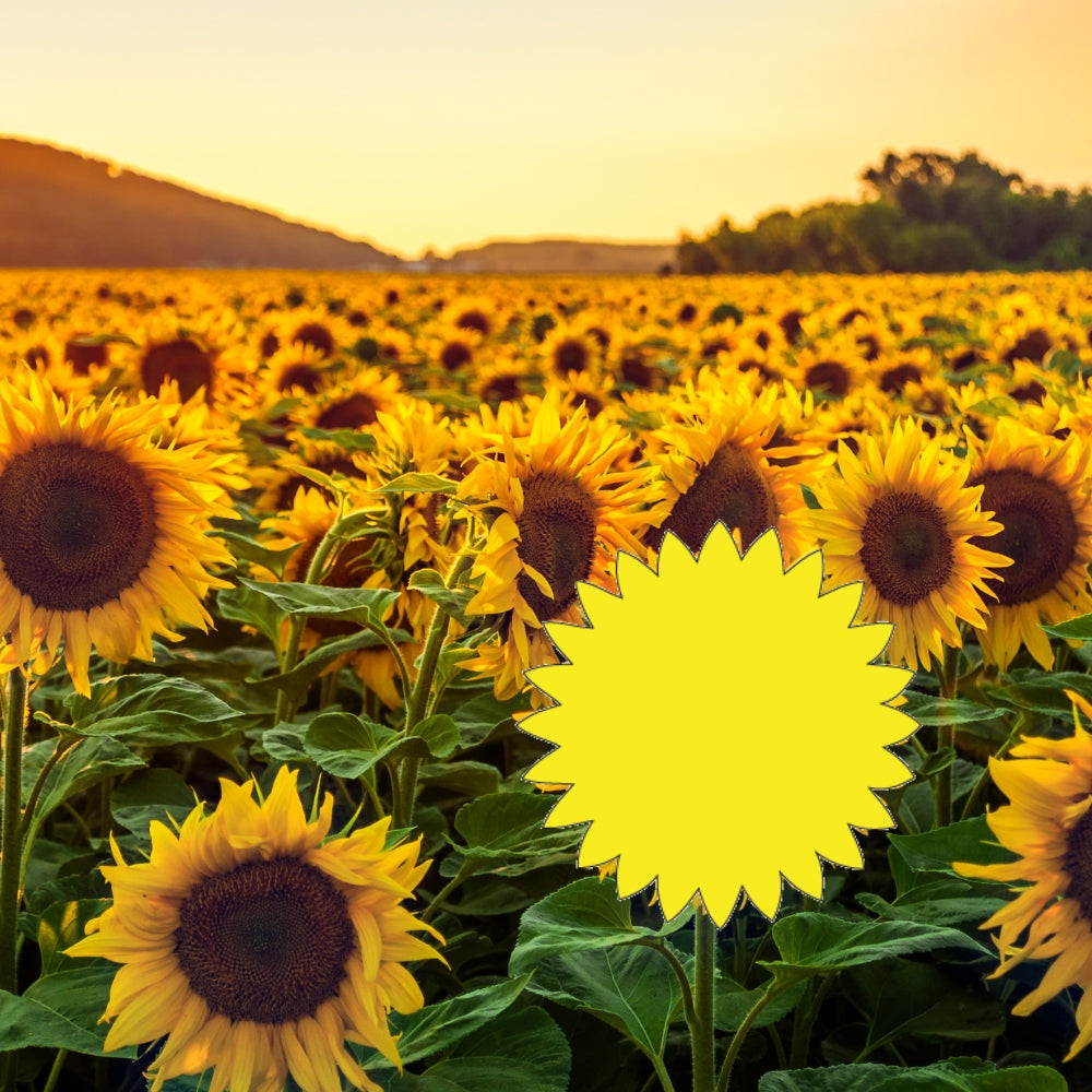 Precut glass shape of Sunflower #2 in a field.