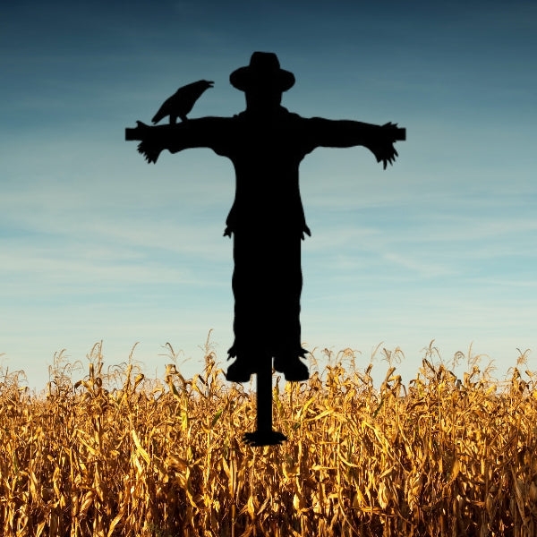 Silhouette of an Oceanside coe 96 glass precut scarecrow with a crow perched on its arm, standing in a golden wheat field under a clear blue sky.