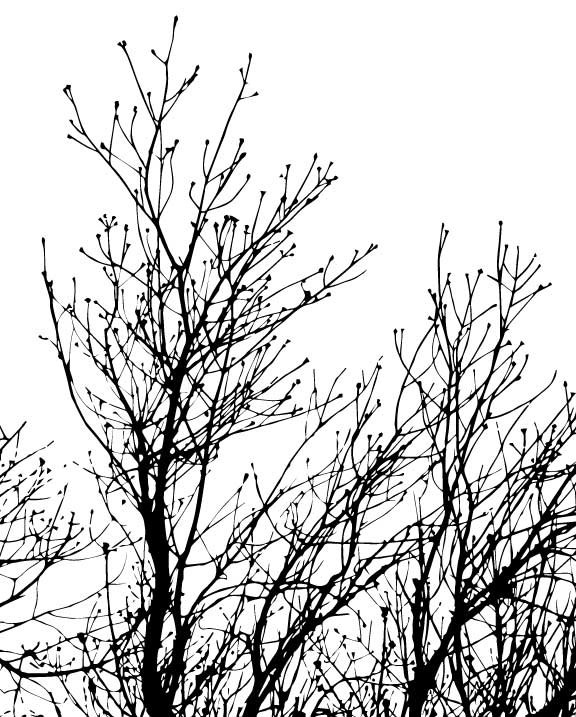 Tree Branches Silk Screen